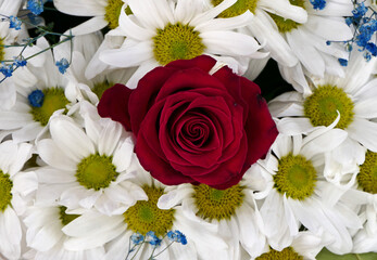 Wall Mural - close-up bouquet of white daisies and red rose
