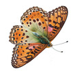 Fritillary  buterfly. Watercolor with transparent background. Generative AI