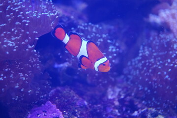 Wall Mural - A single orange-and-white nemo swims on the coral reef.