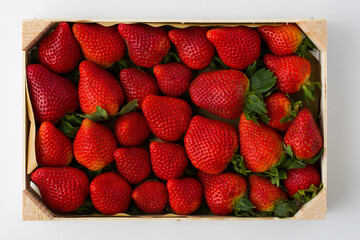 Wall Mural - wooden box full of fresh organic strawberries on white background.