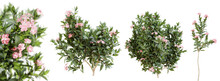 Nerium Oleander Bushes In Blossom Isolated On Transparent Background. 3D Render.