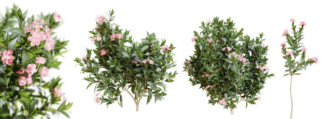 Fototapete - Nerium oleander bushes in blossom isolated on transparent background. 3D render.
