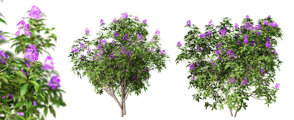 Leinwandbilder - Rhododendron Ponticum bushes in blossom isolated on transparent background. 3D render.