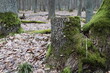 Starożytny las w Polsce - mech na drzewach