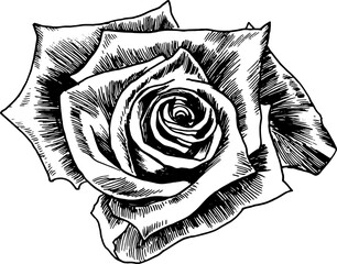 Wall Mural - Hand Drawn Rose Flowerhead. Sketched Illustration