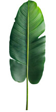Long Green Leaf On Transparent Background, Banana Leaf On Isolated White Background, Traveler Palm Leaf