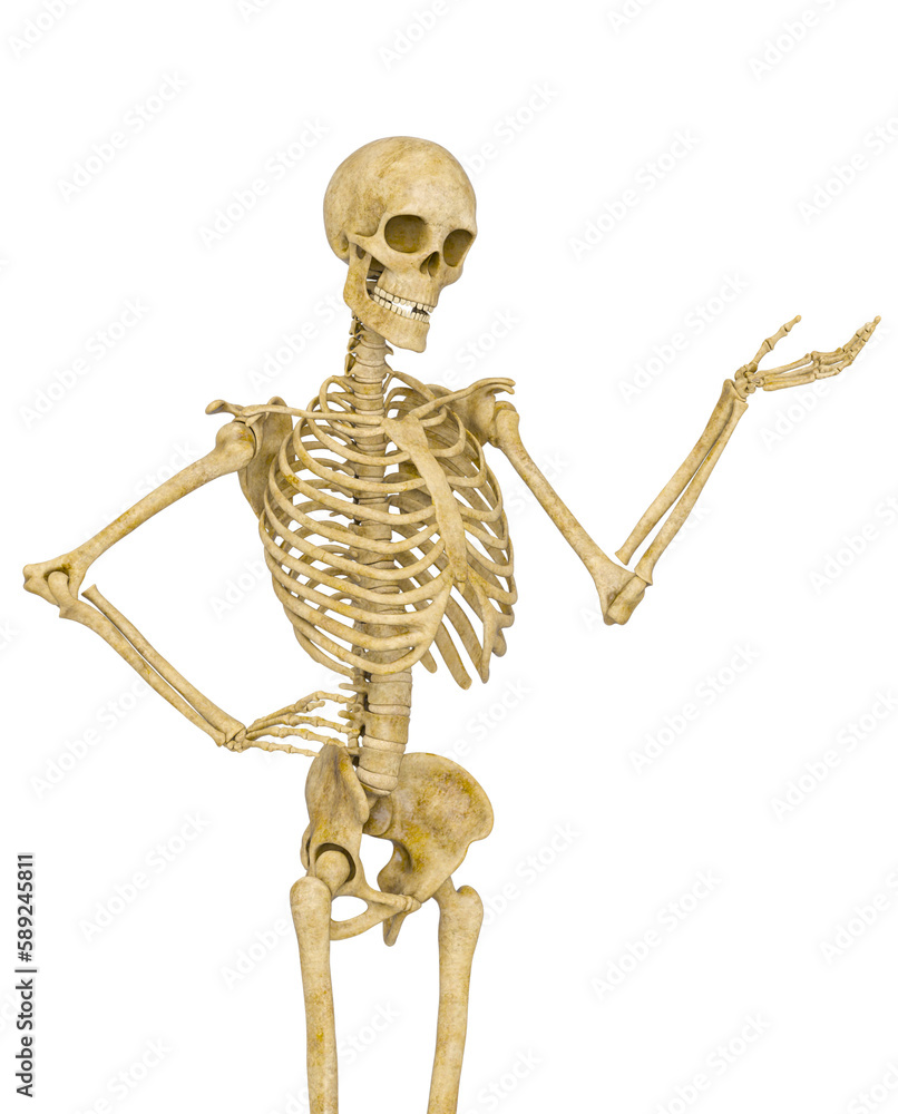 skeleton in presenting pose on close up view