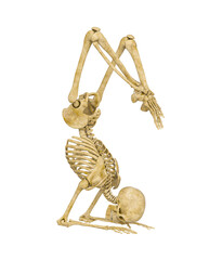 Canvas Print - skeleton is doing a namaste yoga pose three