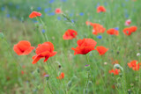 Fototapeta  - Blurred image of a meadow with blooming poppies and cornflowers.
