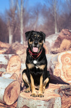 A Large Black Dog Sits On Logs.
Rottweiler Smile.
Felled Trees And A Large Dog.
Sawn Trees And A Funny Dog Sitting On Logs