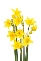 Wall Mural - Group of golden daffodils