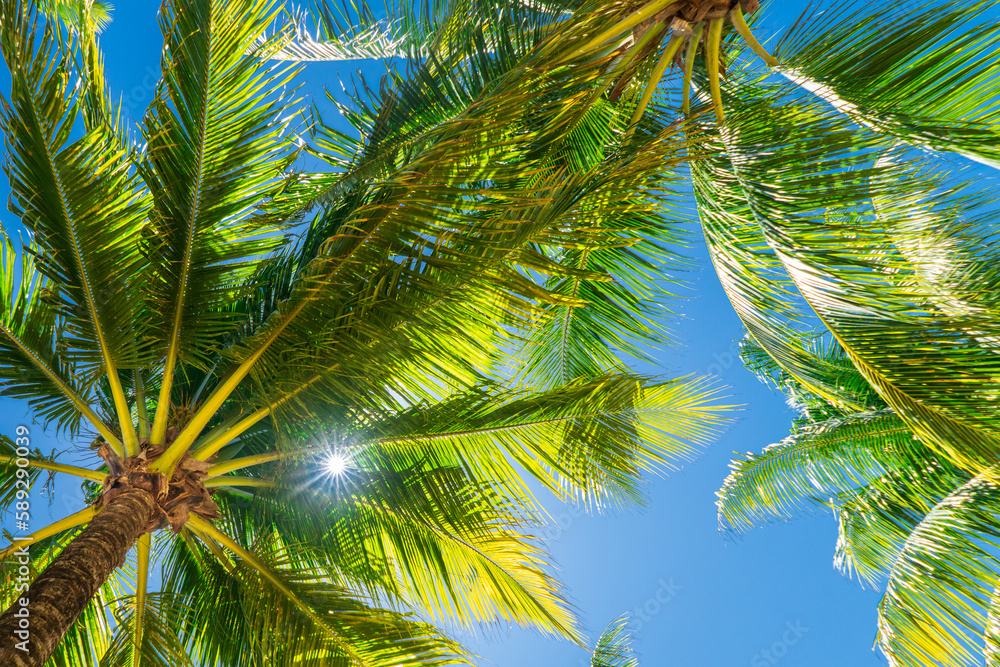 Tropical palm trees under blue skies and sunshine on a sunny day Stock ...