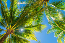 Tropical Palm Trees Under Blue Skies And Sunshine On A Sunny Day