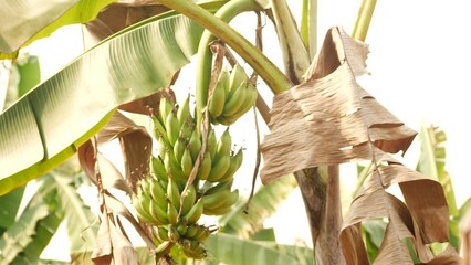 Canvas Print - Banana leaves and bunch of unripened bananas hanging from one of it's branches