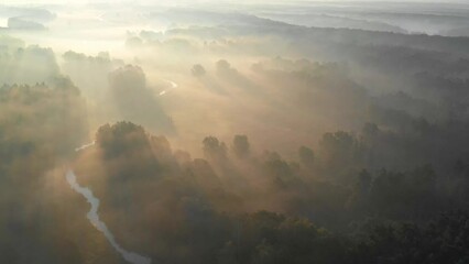 Poster - Summer sunrise landscape with trees in fog. Fields view from above in the morning. Summer scenic background.