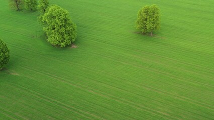 Sticker - Green agricultural fields from above. Green trees in field. Summer rural landscape.
