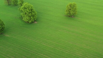 Canvas Print - Green agricultural fields from above. Green trees in field. Summer rural landscape.