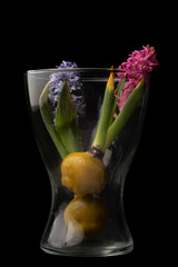 Canvas Print - hyacinth on a black background in a glass vase