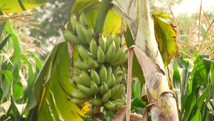 Canvas Print - A bent tree, a bunch of banana hanging from it, grains at the background