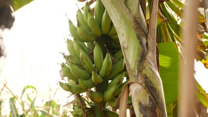 Canvas Print - 4k down shot of camera capturing a bunch of banana and the sky