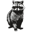Raccoon sketchy, graphic portrait of a raccoon on a white background
