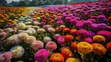 Description Of A Beautiful Field Of Various And Colorful Chrysanthemums: Field: Beautiful, Amazing, Variegated, Diverse, Abundant, Bright, Multifaceted, Magnificent, Unique, Captiv Generative AI