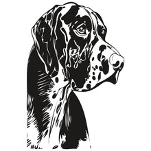 Great Dane Dog Vector Illustration, Hand Drawn Line Art Pets Logo Black And White