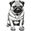 Pugs dog logo hand drawn line art vector drawing black and white pets illustration