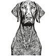 Vizslas dog hand drawn illustration, black and white vector pets logo line art