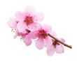 Flowering branch of peach isolated on transparen background.