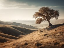 A Lone Tree On A Barren Hilltop