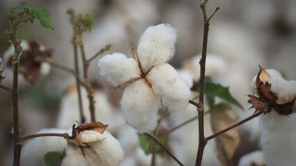 Wall Mural - Cotton flowers blowed out and turned into fiber right before the harvest season.