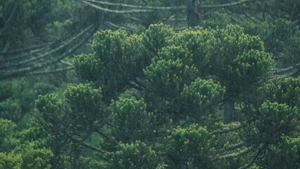 Sticker - Tropical forest in a rainy day