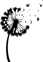 Dandelion - Black And White Isolated Icon - Vector Illustration