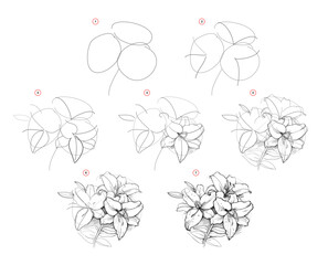Wall Mural - page shows how to learn to draw sketch the lilies flowers. pencil drawing lessons. educational page 