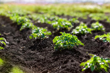 Wall Mural - A young potato bush grows in rows in the field. Agricultural plants Selective focus. Soft focus.