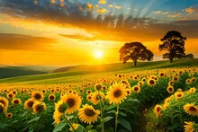 Sunset In The Field Of Sunflowers