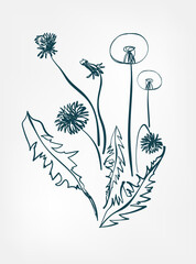 Poster - dandelion wild plant flower grass vector line art elegant isolated clip art isolated