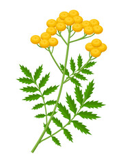 Wall Mural - Vector illustration, Tansy or Chrysanthemum vulgare, isolated on white background.