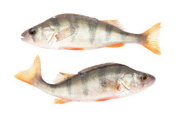 Poster - Perch fish isolated on a white background.