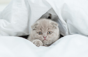 Playful kitten peeking out from under the duvet on the bed at home