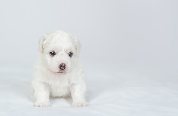 Aufkleber - Tiny Bichon Frise puppy sits on a bed at home. Empty space for text
