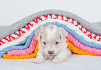 Aufkleber - Tiny bichon frise puppy lying under stack of warm plaids in cold autumn or winter weather