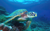 Fototapeta Do akwarium - Green turtle underwater in ocean, Generative AI