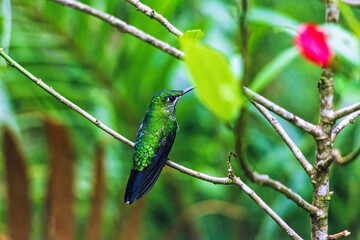 Canvas Print - Hummingbird on a tree branch in a rainforest