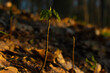 Young tree growing in the forest