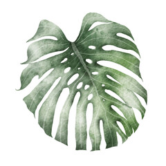 Wall Mural - Watercolor tropical illustration: botanical leaves