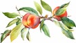 Branch with peaches. Watercolor illustration Generative AI