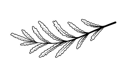 Line art branch. Leaves and foliage, part of plants, flowers, bushes and trees. Summer or spring season. Forest and garden. Poster or banner for website. Cartoon flat vector illustration