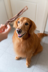 Wall Mural - Golden Retriever looking at jerky snack in hand